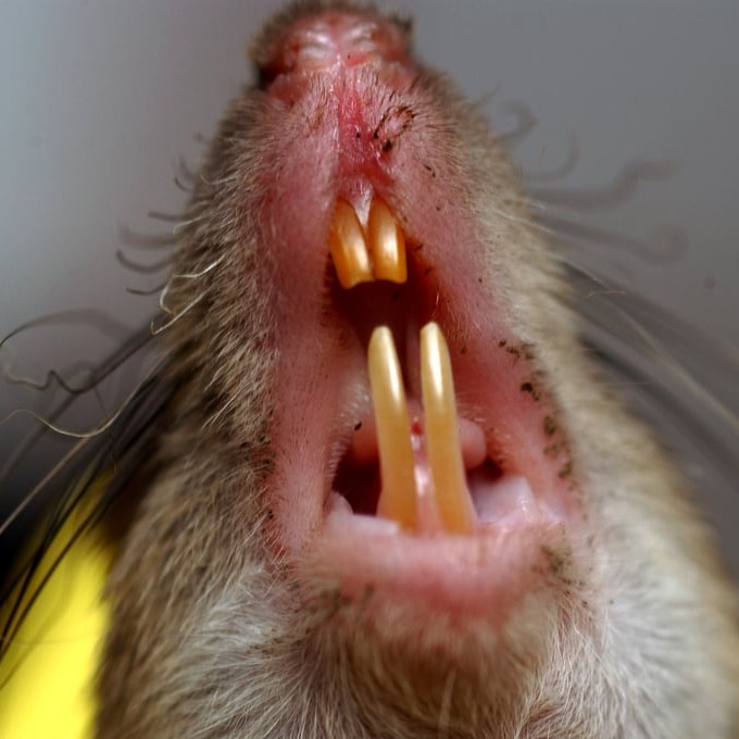 Дератизация крыс в Тюмени?